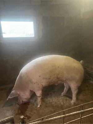 vand scroafa si porc - imagine 2