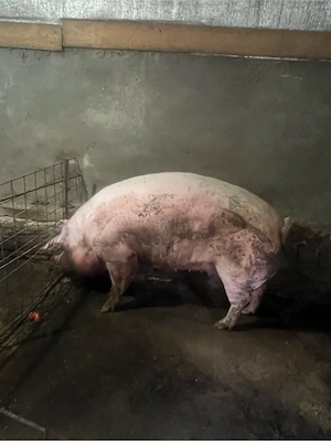 vand scroafa si porc - imagine 3