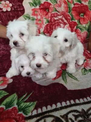 Vand bichon maltez 3 fetițe si 1 băiețel