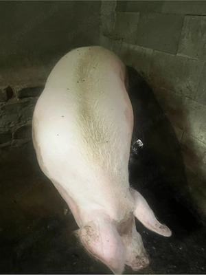 vand scroafa si porc - imagine 4