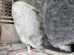Porci Mangalita De Vanzare!! 100% Crescuți Natural