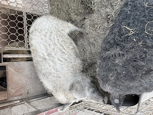 Porci Mangalita De Vanzare!! 100% Crescuți Natural - imagine 3