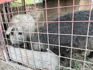 Porci Mangalita De Vanzare!! 100% Crescuți Natural - imagine 2