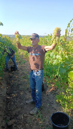 vând struguri de vin feteasca regală  - imagine 3