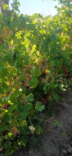 vând struguri de vin feteasca regală  - imagine 2