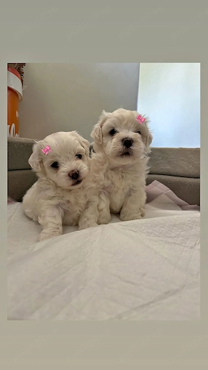 Cățelușa Bichon maltez 
