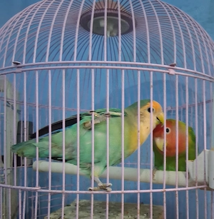 Agapornis, papagali  - imagine 3