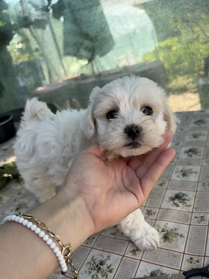 Cățelușa Bichon maltez  - imagine 2