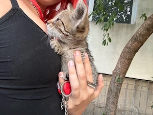 Pisoi spre adoptie - imagine 2