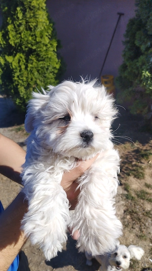 Pui bichon maltez de vanzare