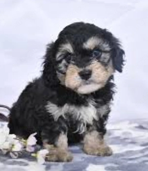 Bichon Havanez 