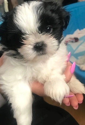 Shihtzu bartel si fetita - imagine 2