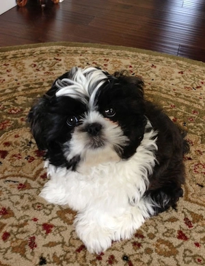 Shihtzu bartel si fetita - imagine 3
