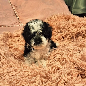 pui bichon
