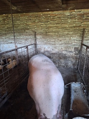 Vind purcea gestanta .fata pe 7 octombrie.mai multe detalii la tel.   - imagine 3