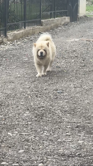 Chow Chow femela  - imagine 4