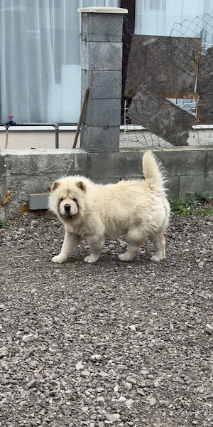 Chow Chow femela  - imagine 2