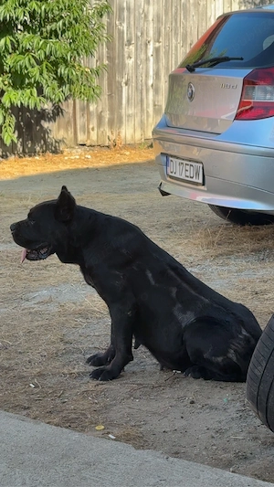 femela cane corso - imagine 4