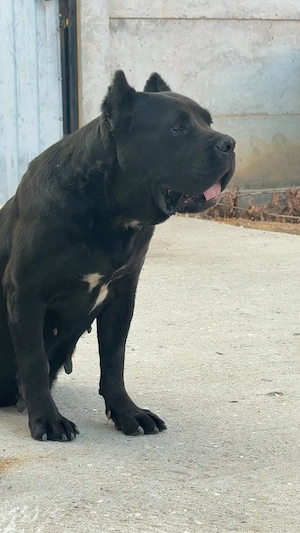femela cane corso - imagine 3