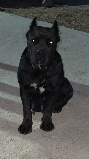 femela cane corso - imagine 2