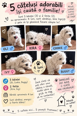 Cauta căsuța noua 