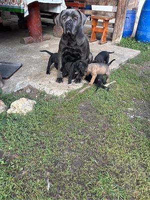 Vând pui Cane Corso  - imagine 5