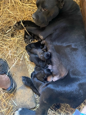 Cane Corso cauta alta casa 