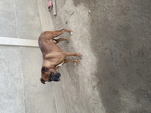 Caine boxer donez