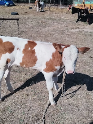 Vând  vaca de 2 ani și 4 vitele - imagine 5