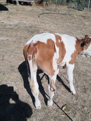 Vând  vaca de 2 ani și 4 vitele - imagine 4