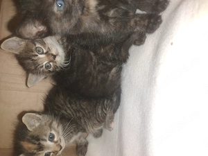 Pisicuțe spre adoptie