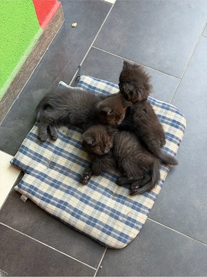 Pisica British Shorthair - imagine 3