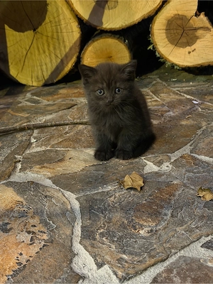 Pisica British Shorthair - imagine 2
