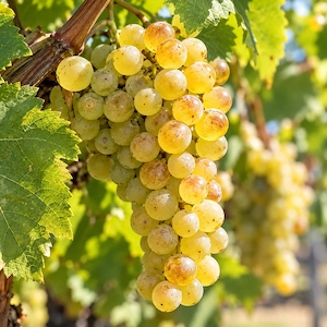 Vand Struguri de Vin Riesling Italian