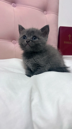 Puiuti British Shorthair - imagine 3