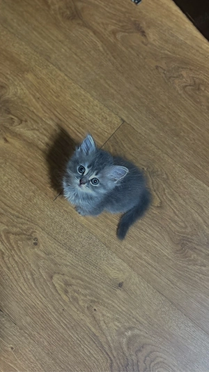 Puiuti British Shorthair - imagine 5