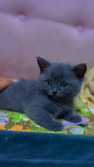 Puiuti British Shorthair - imagine 2