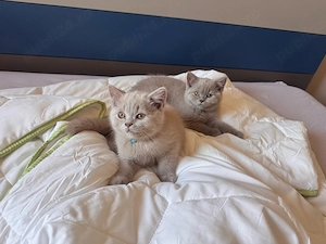 Pui pisica british shorthair lilac