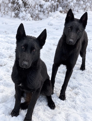 De vânzare mascul Ciobănesc belgian Malinois, în vârstă de 11 luni.  Câinele este vaccinat, deparazi - imagine 4