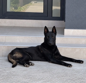 De vânzare mascul Ciobănesc belgian Malinois, în vârstă de 11 luni.  Câinele este vaccinat, deparazi