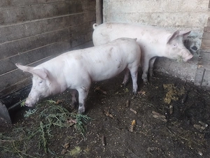 Porc de vânzare 