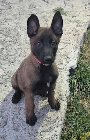 Ciobănesc Belgian Malinois cu Certificat PEDIGREE 