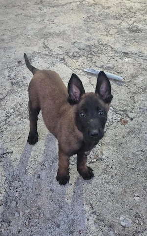 Ciobănesc Belgian Malinois cu Certificat PEDIGREE  - imagine 3