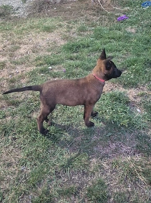 Ciobănesc Belgian Malinois cu Certificat PEDIGREE  - imagine 4