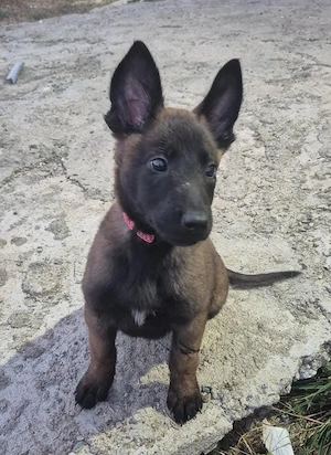 Ciobănesc Belgian Malinois cu Certificat PEDIGREE  - imagine 2