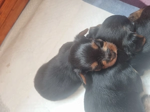 Yorkshire terrier mascul - imagine 2