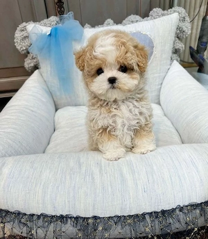 maltipoo poodle mini toy 