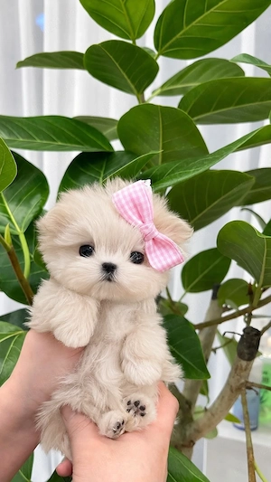 bichon maltez mini toy 
