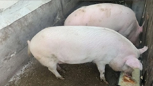 Porci 200kg