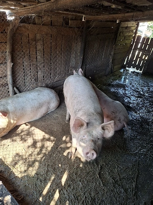 Vand 1 porc si o purcea - imagine 4